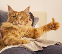 (猫修仙表情包)探秘猫开修仙中心：人气红火能保持多久？